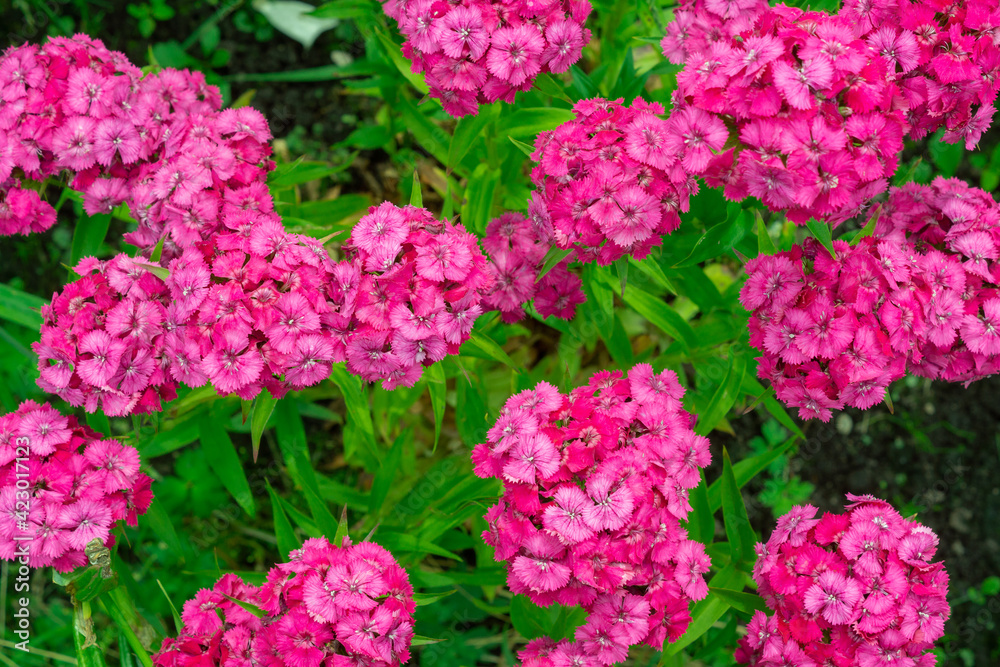 Natural floral background with lush inflorescence of pink Turkish carnations (Dianthus barbatus). Beautiful backdrop with flowers Natural floral background with lush inflorescence of pink Turkish carnations (Dianthus barbatus). Beautiful backdrop with flowers