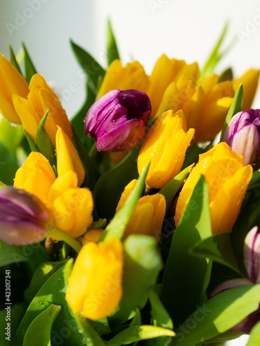 Background  a bouquet of yellow and purple tulips. The concept of spring  holiday  mother s day.