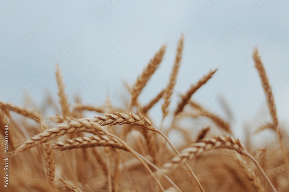 Fototapeta premium golden wheat field