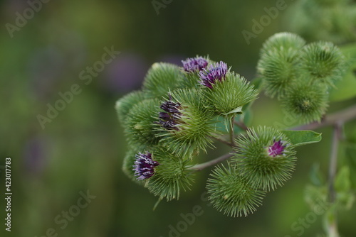 Medicinal plant burdock (Arctium lappa, Greater burdock) close up.