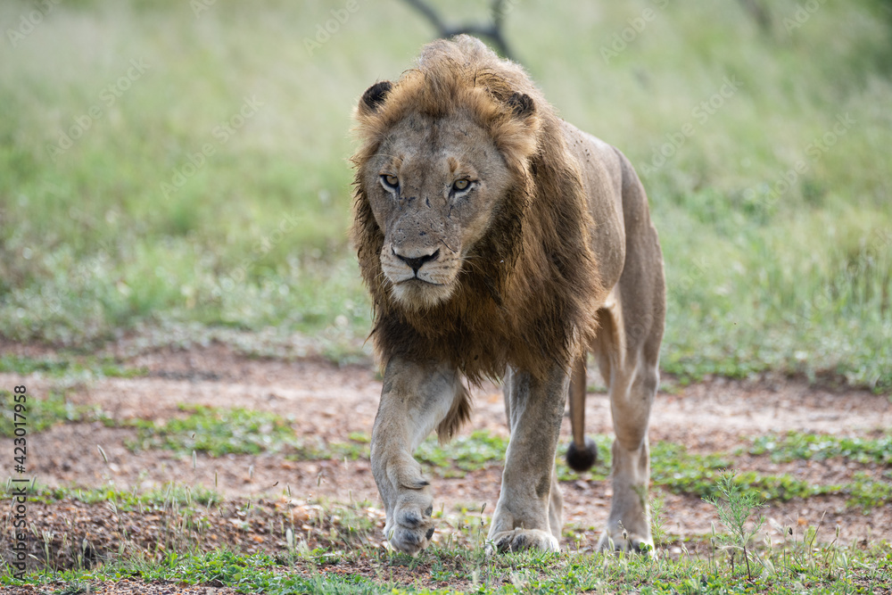 A Male Lion seen on a patrol on a safari in South Africa