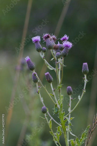 Thistle in the field in autumn.