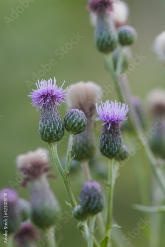 flowers of thistle creeping close up