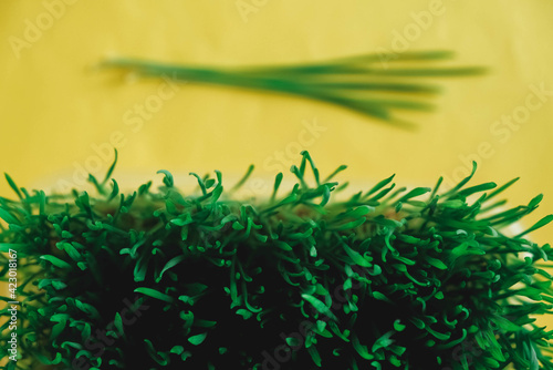 Sprouted green grass in a transparent plastic container on a yellow background. Top view. Copy, empty space for text