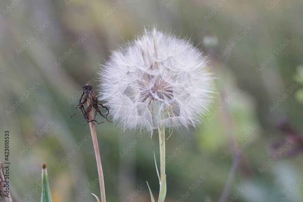Big dandelion close up on a natural background. Big dandelion close up on a natural background.