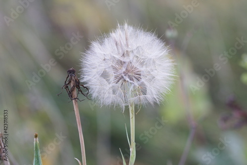 Big dandelion close up on a natural background.