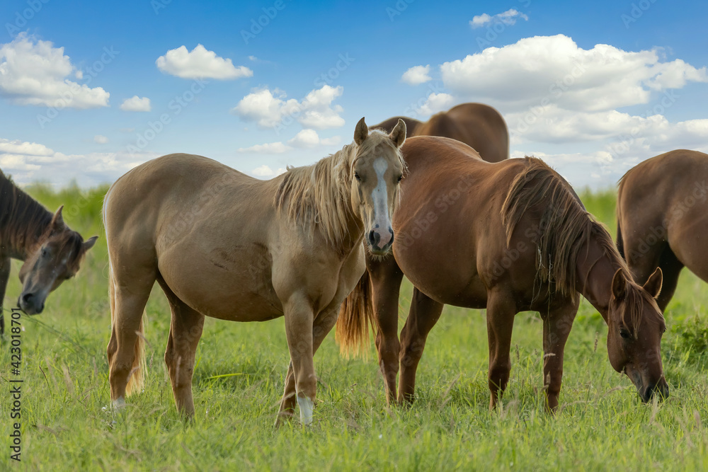 Thoroughbred horses grazing  in a field