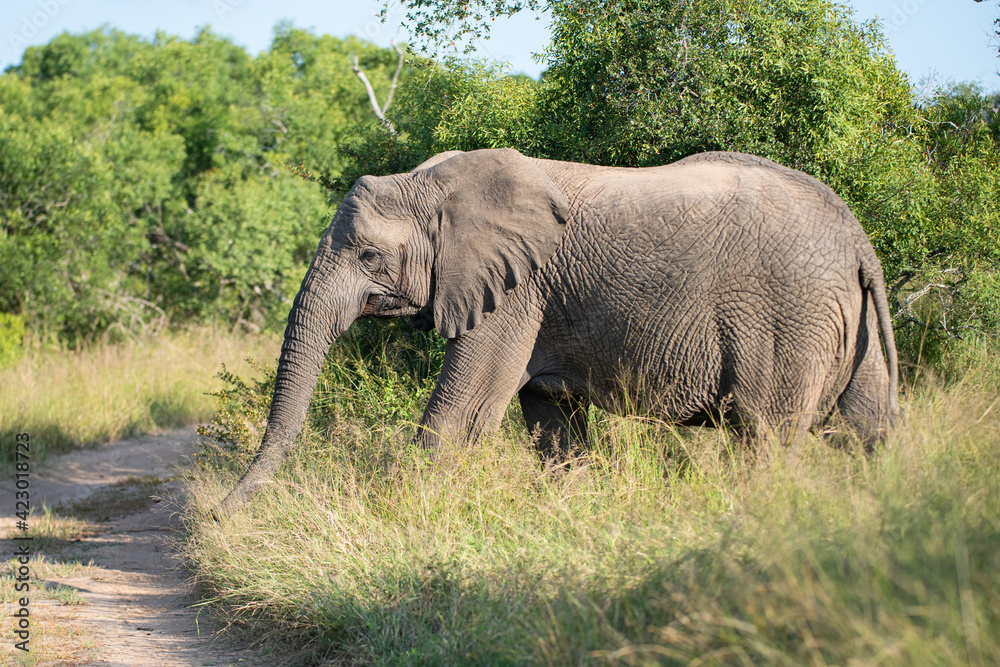 african elephant in the savannah