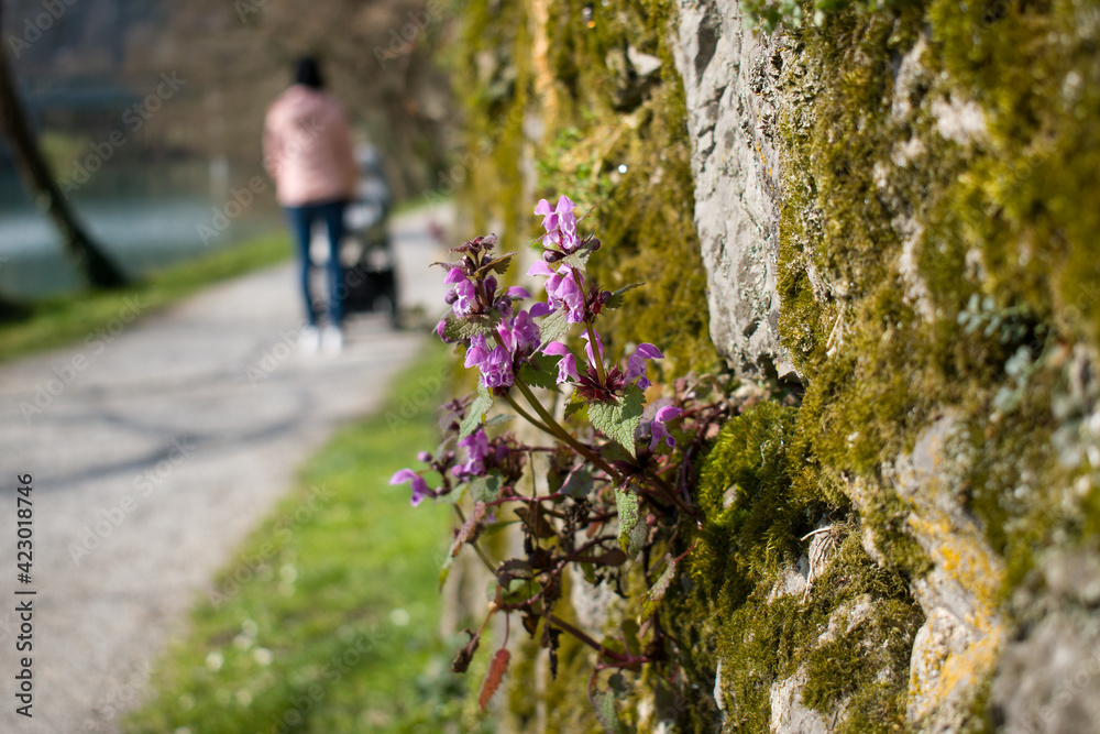 Spring flowers on the stone wall with young mother walking and pushing stroller by the river in the background Spring flowers on the stone wall with young mother walking and pushing stroller by the river in the background