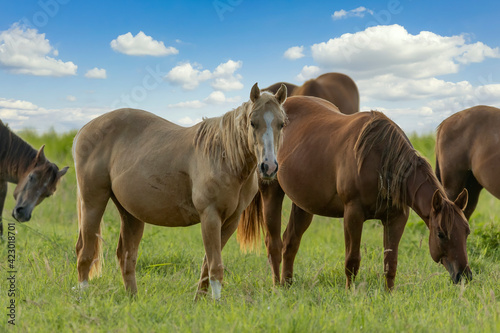 Thoroughbred horses grazing in a field