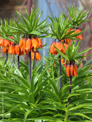 Orange flowers of the royal grouse in spring garden. Fritillaria imperialis or crown imperial, Kaiser's crown. Springtime natural background.