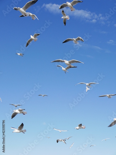 seagulls in flight © mari