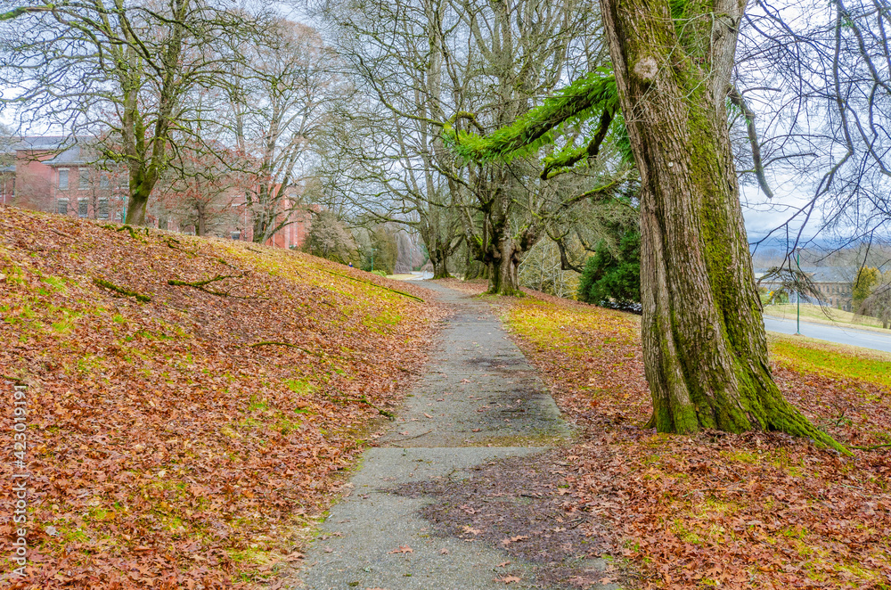 Fototapeta premium Fragment of Malcolm Lowry Trail trail in Cates Park, Vancouver, Canada