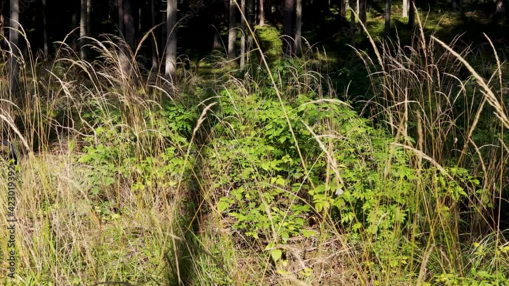 Stems of sedge grass sway in the wind on sunny summer day in forest. Summer forest concept. Stems of sedge grass sway in the wind on sunny summer day in forest. Summer forest concept.