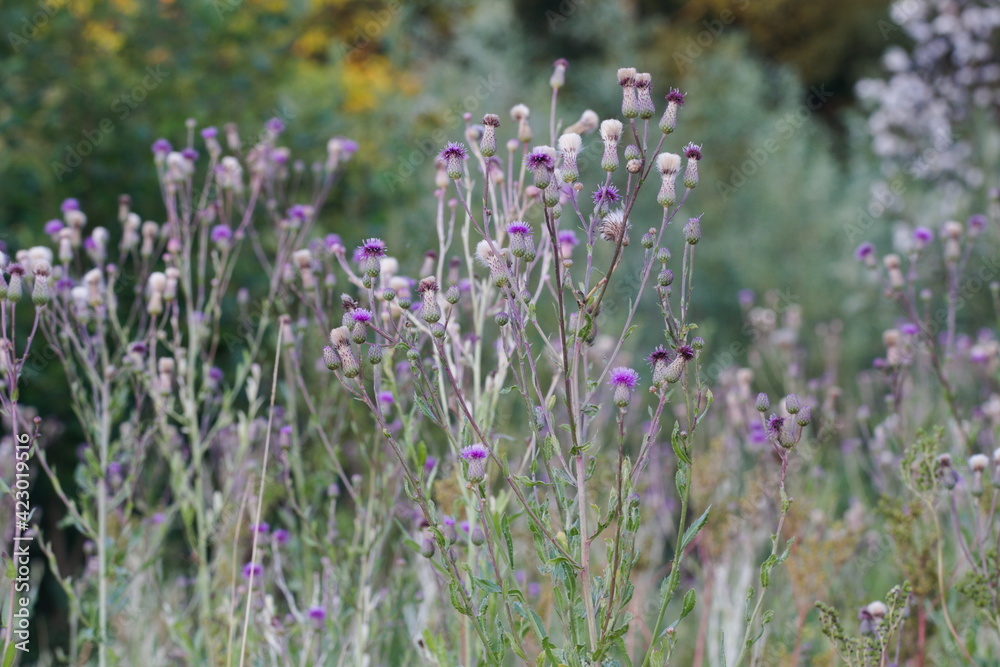 Fototapeta premium Blooming thistle creeping on a summer meadow 