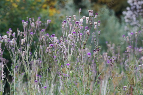 Blooming thistle creeping on a summer meadow 