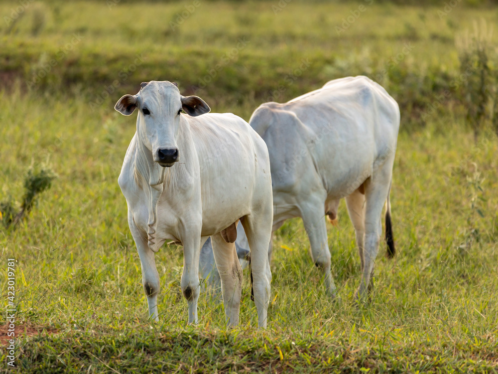 Herd of oxen on pasture in Brazil