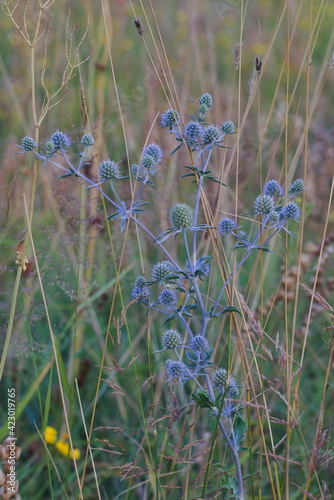 Eryngium planum: perennial blooms blue in the meadow