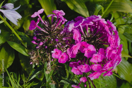 Garden Phlox close up. Purple flowers phlox paniculata.