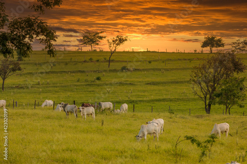 Herd of oxen on pasture in Brazil in sunset