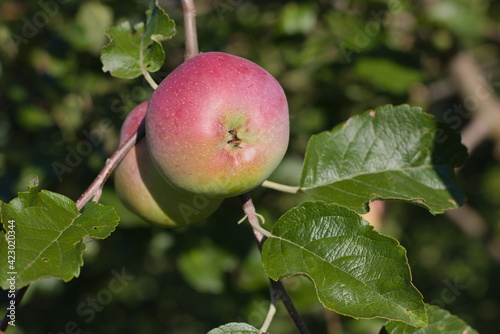Ripe apples on a branch. Sunny day in the garden. 