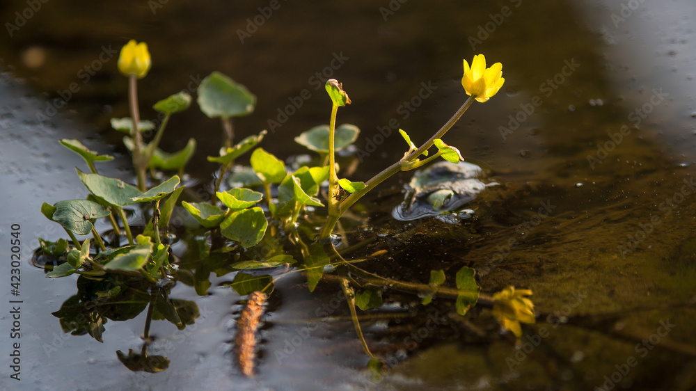 Der Frühling