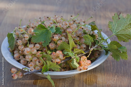 White currants close up. Ripe berries.