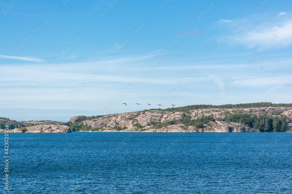 Geese Flying Over The Sea, Sweden