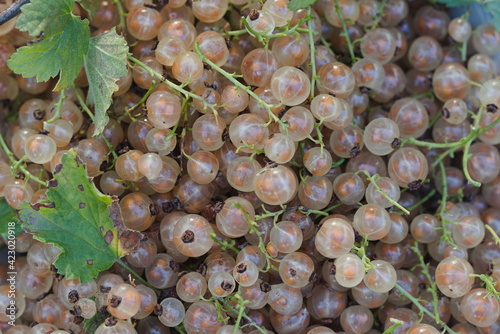 A white bowl full of white currant berries.