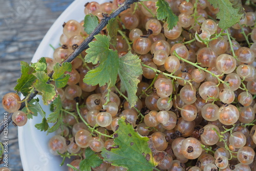 A white bowl full of white currant berries.