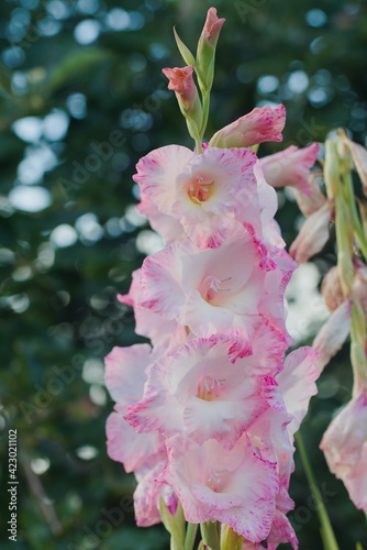 Blooming gladiolus. White petals with pink edges.