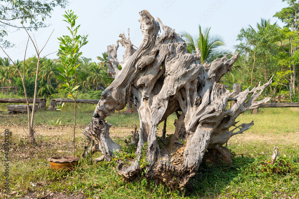 The roots of the wood are dried, used as a home decoration, Background of dried wood roots.
