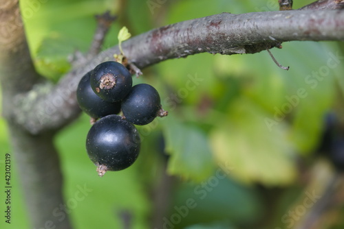 Branch with black currants close up 