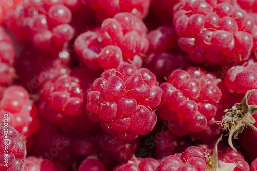 Fresh red and sweet raspberries background closeup