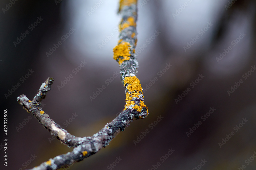 Naklejka premium Photo of yellow lichen on a willow branch