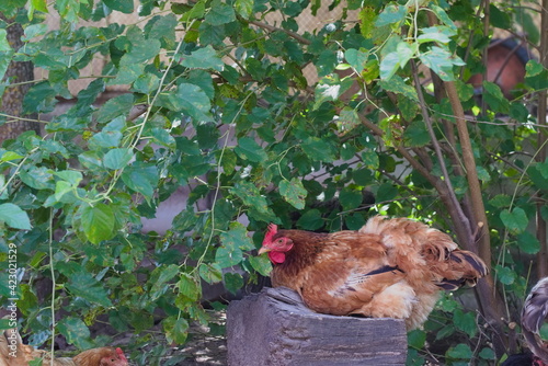 Brown-red chicken is lying on the ground in the poultry yard
