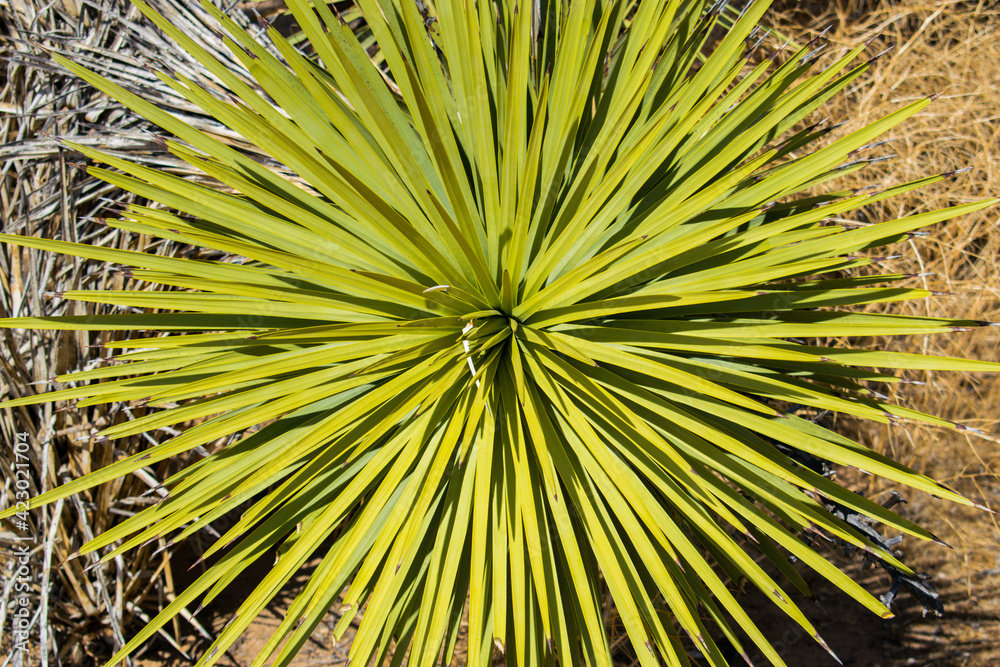 Obraz premium Joshua leaves