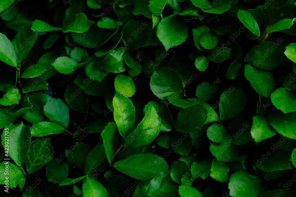 Background nature banyan tree bush, The tree decorate in the garden. Background nature banyan tree bush, The tree decorate in the garden.