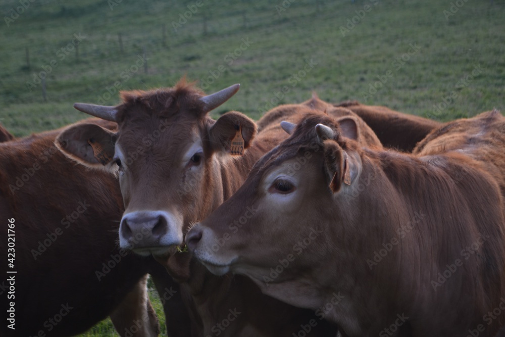 cows cows