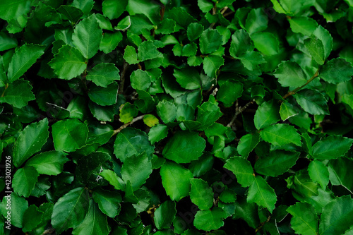 Background nature banyan tree bush, The tree decorate in the garden.