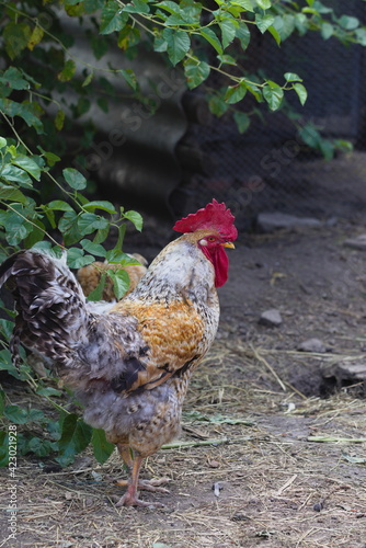 Red head rooster on farm yard
