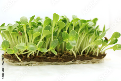 Microgreens sprouts isolated on white background. Fresh micro greens closeup. Growing Milk Thistle sprouts for healthy salad. Eating right, stay young and modern restaurant cuisine concept.