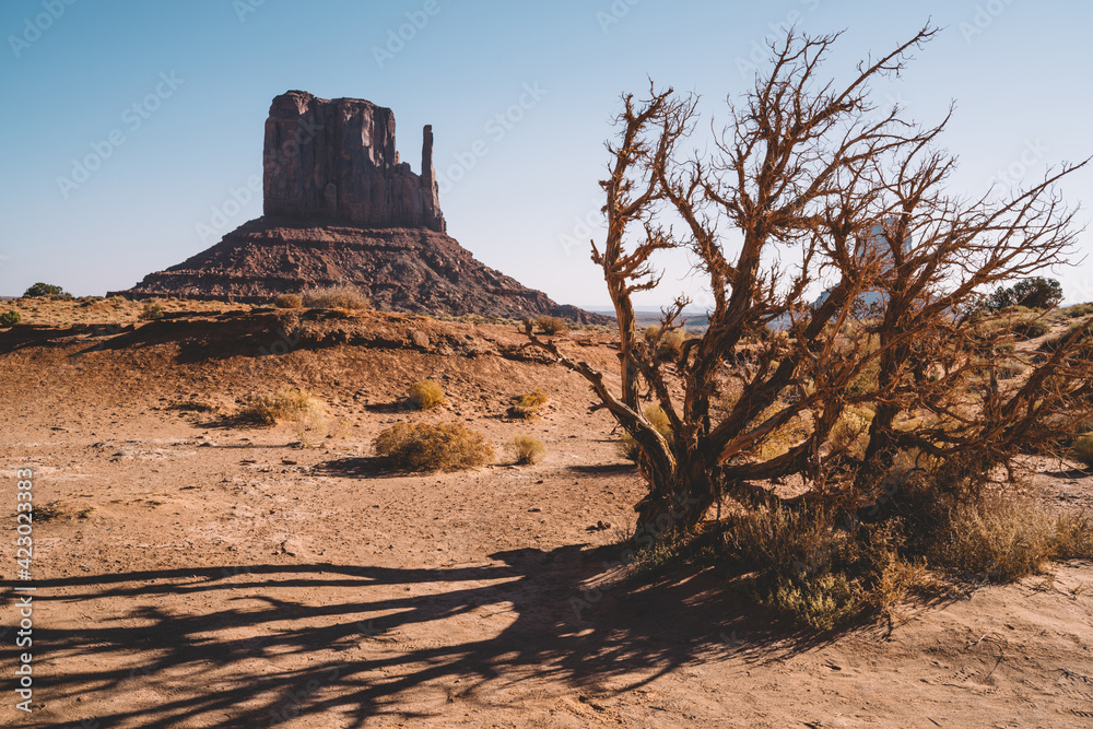 Thorny tree in droughty red sand land