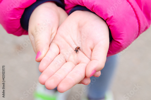 A little girl holds a beetle in her hands