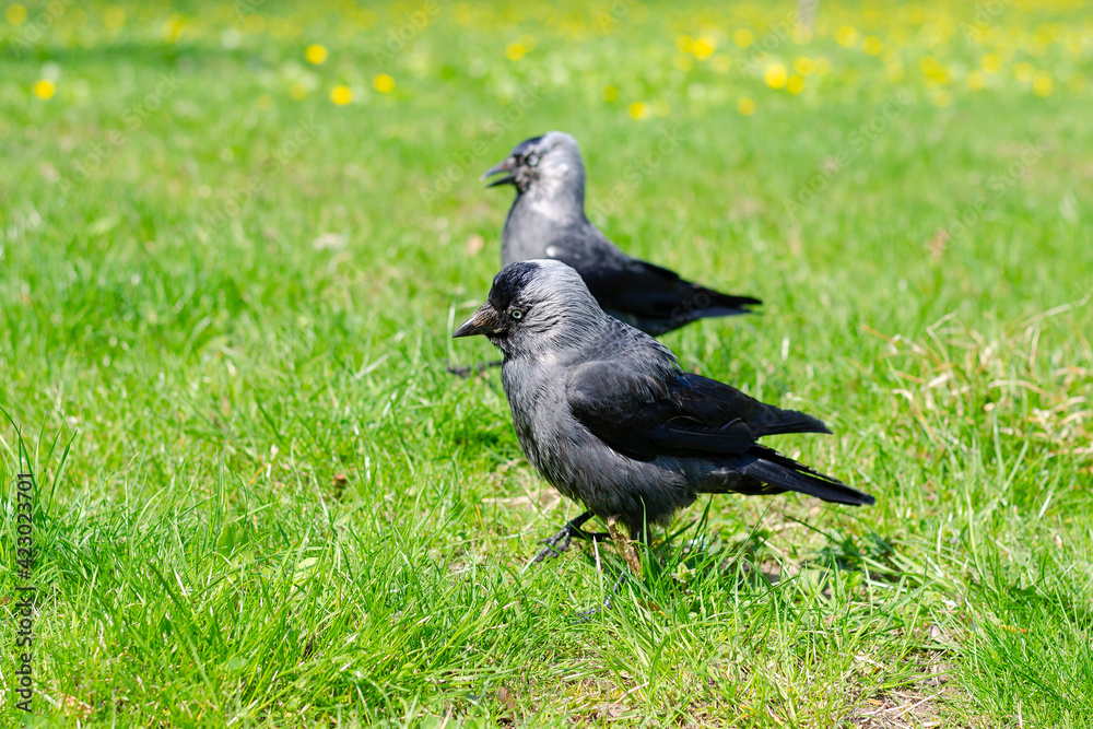 Jackdaw Jackdaw