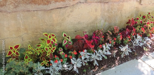 Multicolored flowers of different types