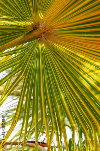 nature poster. palms