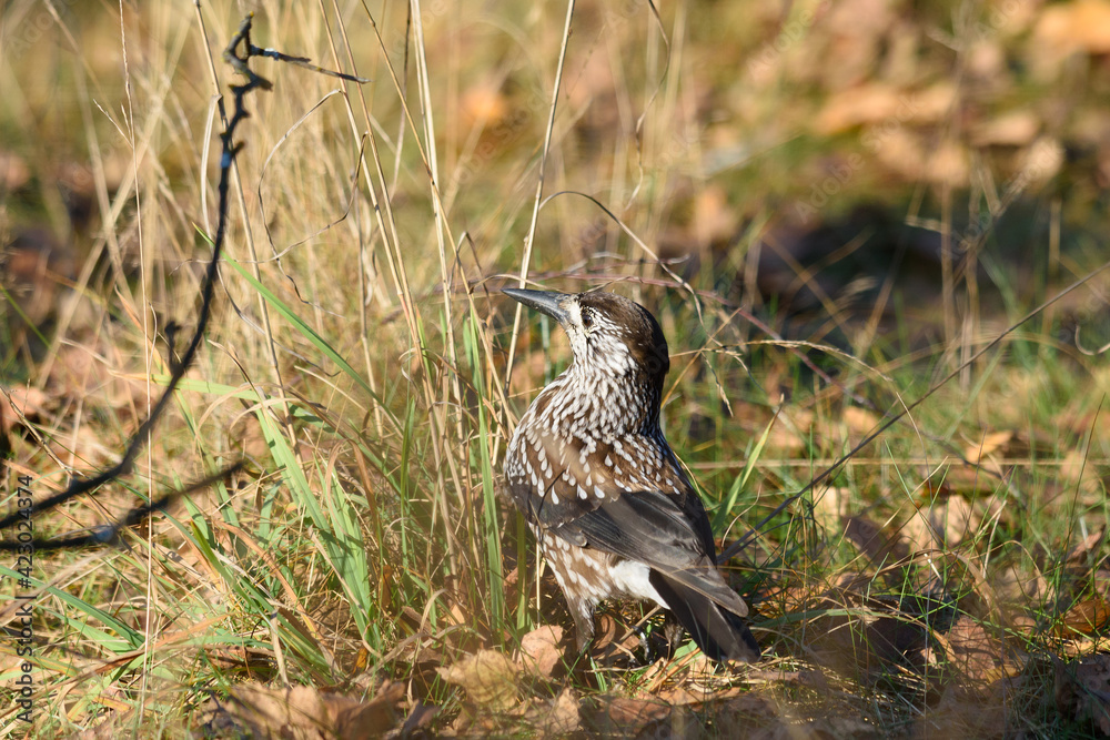 Obraz premium Nutcracker