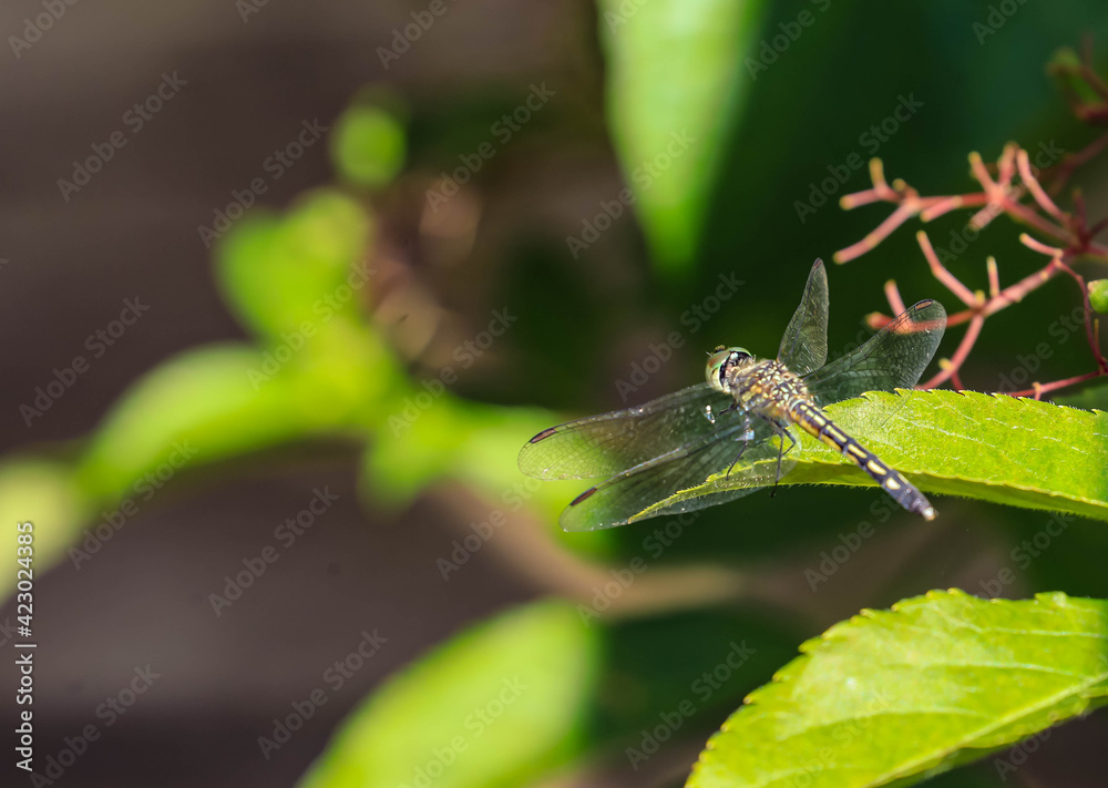 Male Lilypad Clubtail, Arigomphus furcifer, resting on a leaf Male Lilypad Clubtail, Arigomphus furcifer, resting on a leaf