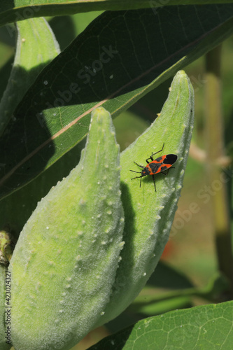 Vertical of Large Milkweed Bug, Oncopeltus fasciatus, on Milkweed pods photo